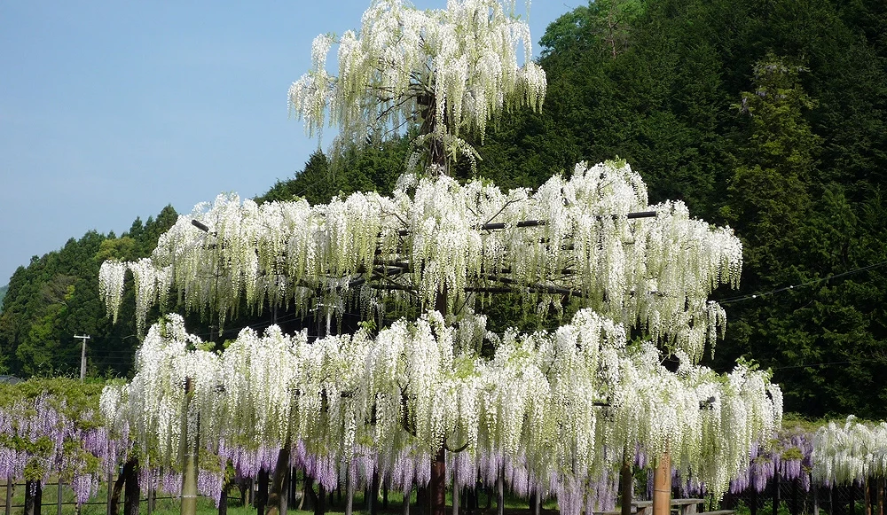 兵庫縣白井大町藤公園內盛開的白色紫藤花,層層花穗覆蓋在高架藤棚上,背景為綠意盎然的山林景色,畫面開闊壯觀