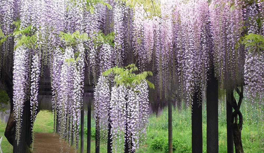 白井大町藤公園的紫藤花隧道景象,淡紫與粉紫色紫藤花穗密集垂落,形成延伸步道上方的花海