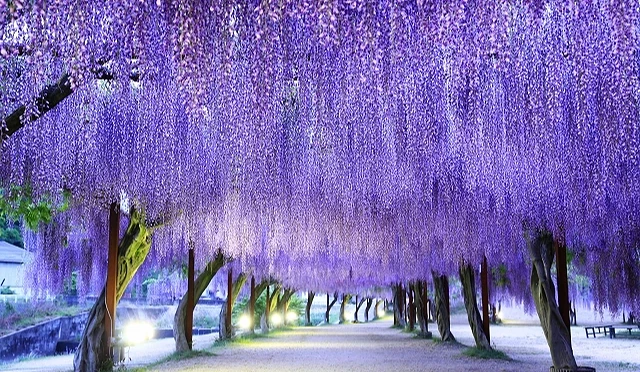 夜晚點燈的紫藤花隧道,大片紫色花穗從藤棚垂落
