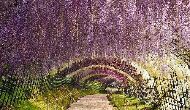 河內藤園的紫藤花隧道,紫色花序密集垂掛於拱形棚架下,沿著筆直步道延伸,呈現壯觀的紫藤花拱廊景象