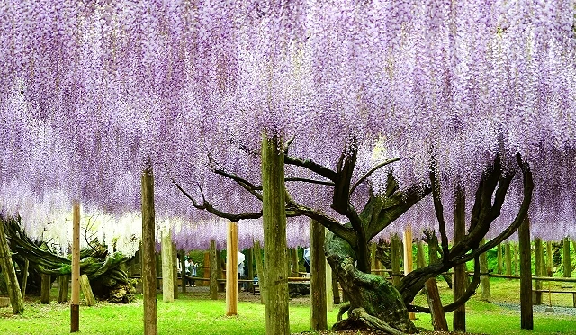 河內藤園園區中的紫藤老樹,粗壯樹幹與支柱交錯支撐,大片紫藤花串自樹冠垂落,鋪滿整片綠地上方