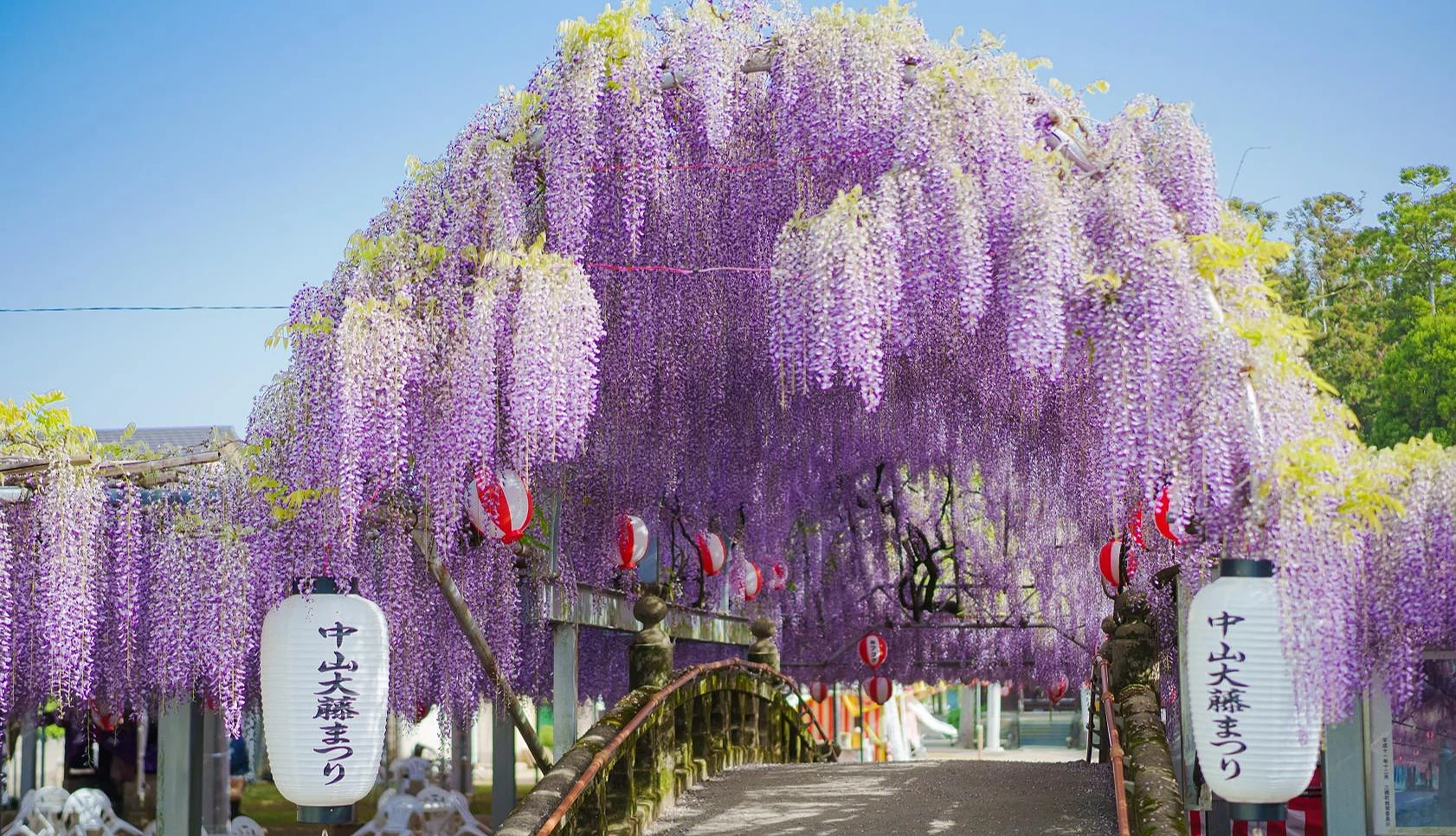 巨大紫藤花棚覆蓋拱橋與步道,紫色花穗密集垂落,兩側懸掛祭典燈籠,展現盛開時的大藤景觀