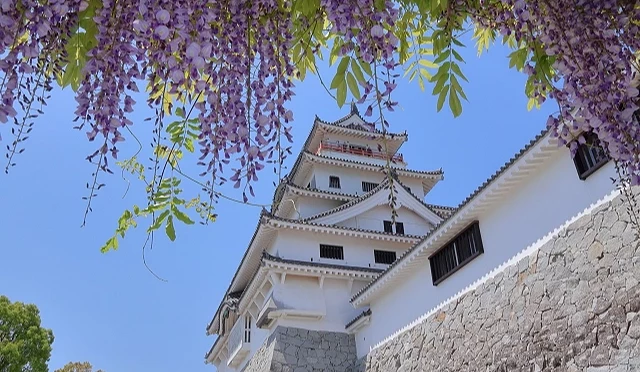 紫藤花穗垂落於棚架下方,前景為盛開的藤花,背景可見白色日本城郭與石牆