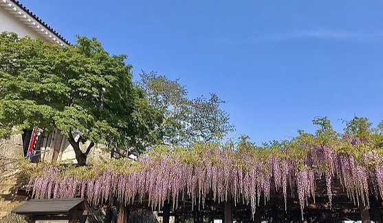 城郭旁的紫藤花棚盛開,細長的紫色花穗成排垂落於棚架下,背景為藍天與城牆