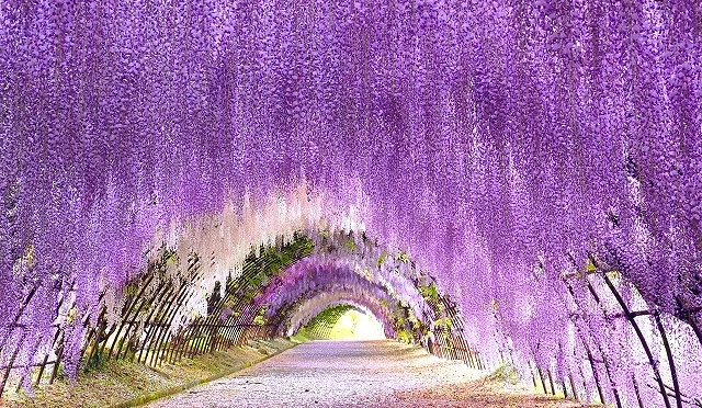 紫藤花隧道中,大量紫色花穗自棚架垂落形成拱形通道,步道延伸至遠方