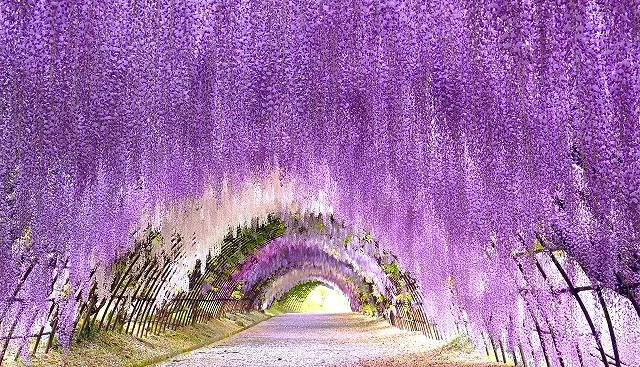 紫藤花隧道中,大量紫色花穗自棚架垂落形成拱形通道,步道延伸至遠方