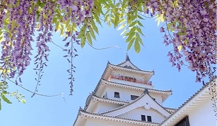 淡紫色紫藤花垂掛於前景,背景可見白色日式城堡建築與石牆