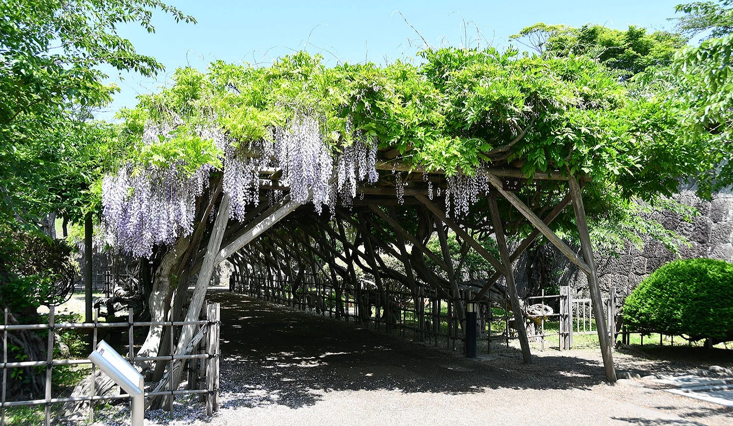 北海道函館五稜郭公園內的紫藤花棚,淡紫色紫藤花穗垂掛於木造棚架下