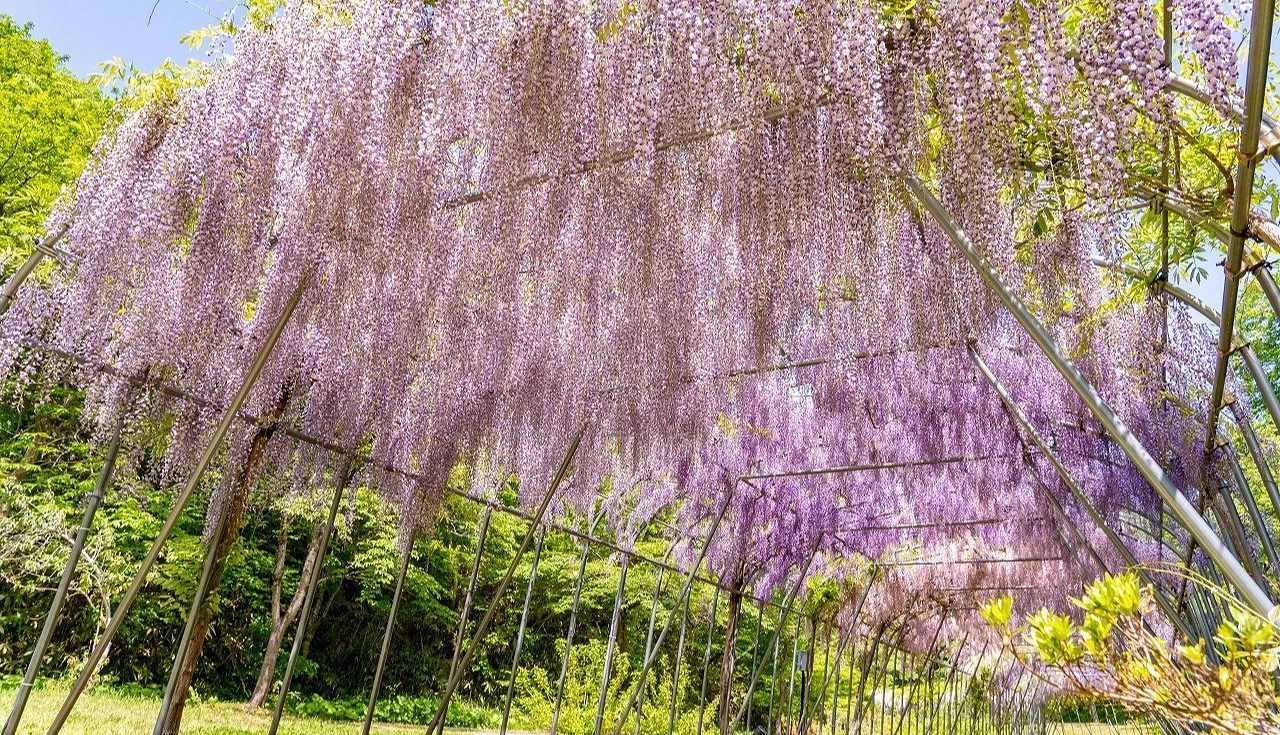 岩手縣平泉藤原之鄉的紫藤花棚,大片淡紫色紫藤花穗從棚架垂落