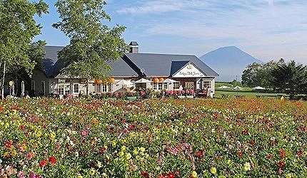 洞爺湖 Lake Hill Farm 牧場花海景觀,彩色花田前方為牧場建築,遠方可見羊蹄山山景