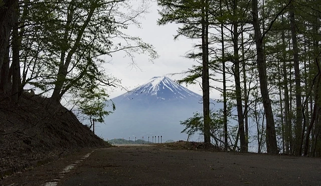林間道路遠望富士山景色,樹木夾道形成取景框,呈現自駕途中欣賞富士山的靜謐自然風景