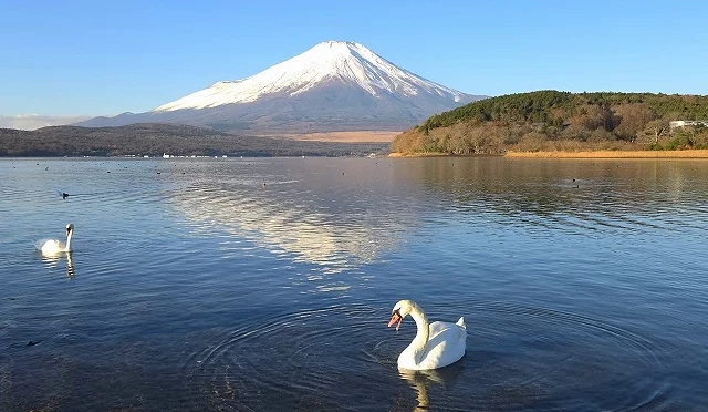 山中湖湖畔的清晨景色,湖面倒映雪白富士山,一旁白天鵝悠游水面