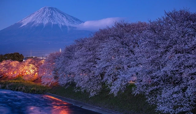 潤井川龍巖淵夜櫻點燈景象,河岸櫻花在燈光照映下呈現淡紫色調,遠方富士山剪影映襯夜色,展現靜謐夢幻的春夜氛圍