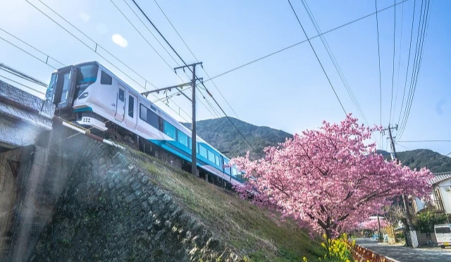 文字: 踊子號列車行駛於伊豆地區山坡鐵道旁,列車下方盛開的河津櫻與沿線民宅相映成景