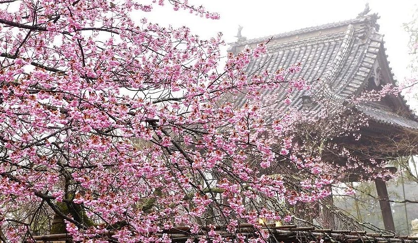 修善寺溫泉修禪寺境內盛開的櫻花環繞傳統寺院建築,粉色櫻花與古老屋瓦相互映襯