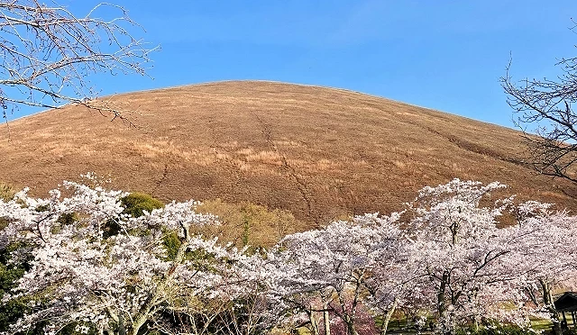 大室山山腳櫻花盛開景色,染井吉野櫻與褐色火山山坡形成鮮明對比