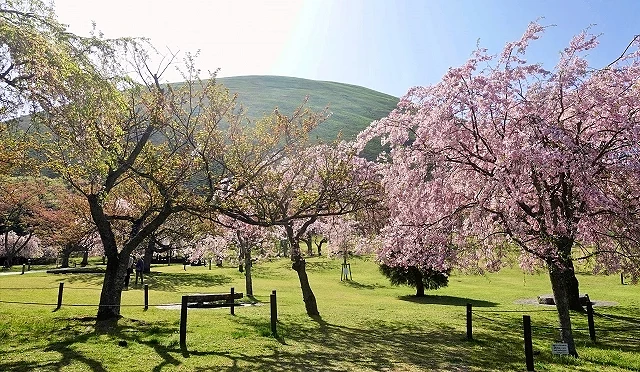 春季櫻花盛開的櫻花之里,粉色櫻花點綴綠色草地,後方可見圓潤的大室山