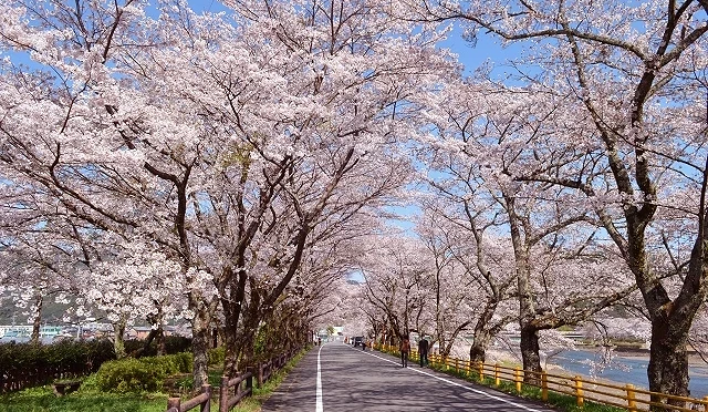 家山櫻花隧道春季景色,染井吉野櫻在道路兩側盛開,形成筆直延伸的櫻花隧道,步道上方被粉白色櫻花覆蓋