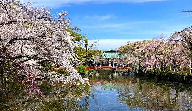 三嶋大社神池畔盛開的染井吉野櫻與枝垂櫻,粉色花影倒映水面,遠處可見朱紅色太鼓橋