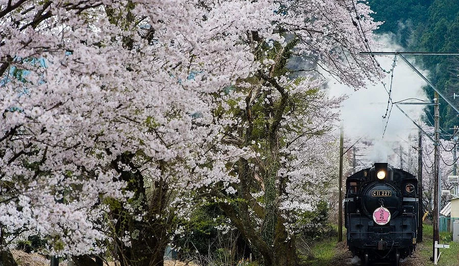 靜岡家山櫻花隧道與蒸汽火車同框畫面,滿開櫻花包圍行駛中的黑色蒸汽火車