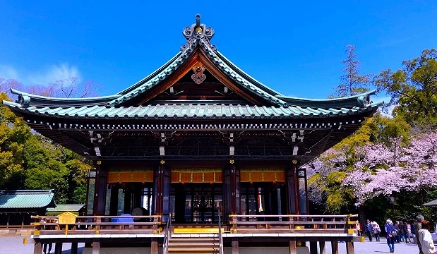 三嶋大社本殿前櫻花滿開,莊嚴的神社建築與淡粉色櫻花相互映襯