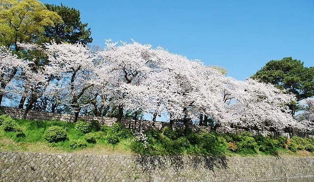 駿府城公園護城河畔的櫻花滿開景色,粉白色櫻花沿著石牆綻放