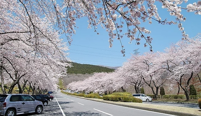 富士靈園內筆直道路兩側盛開的染井吉野櫻形成櫻花隧道,粉白色花海沿著園區道路綿延,遠方可見山林景色