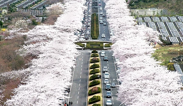從高處俯瞰富士靈園中央道路,約 800 公尺長的櫻花並木在滿開時形成壯觀的粉色櫻花大道,車道與墓園整齊排列其中