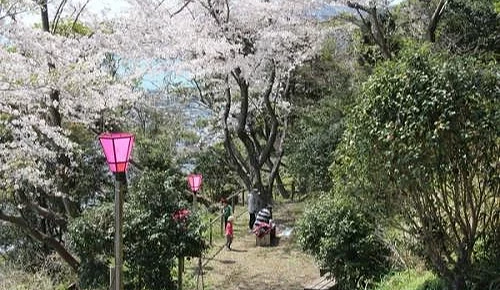 御殿山櫻花季期間,沿山坡步道盛開的櫻花樹形成柔和櫻花隧道,粉色燈籠點綴其中,遊客悠閒漫步於春日山林之間