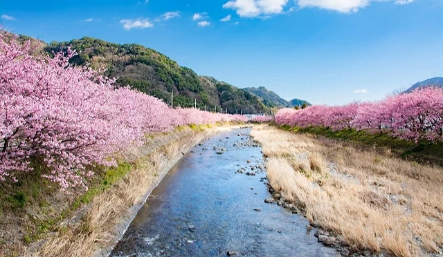 河津町河岸兩側盛開的河津櫻櫻花林,粉色花海沿著溪流延伸,搭配藍天與山景