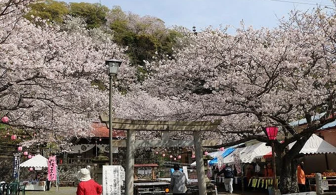 御殿山櫻花滿開時的神社鳥居景色,櫻花樹環繞境內,前方設有櫻花祭攤位
