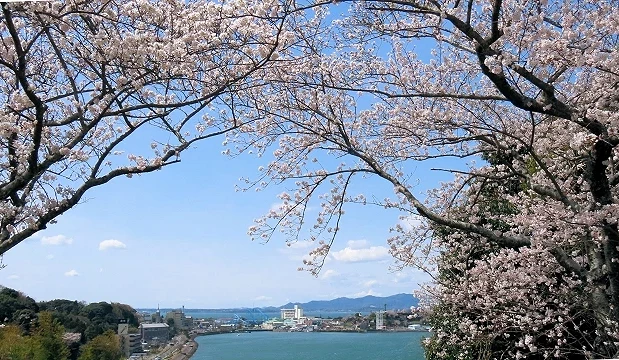 春季櫻花盛開的濱名湖景色,枝頭櫻花框景下可遠眺河川與市區風景