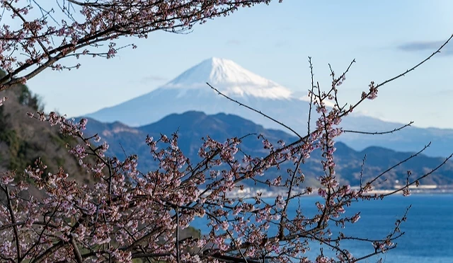駿河灣海岸櫻花綻放,遠方可眺望富士山與藍色海面交織的春日景色