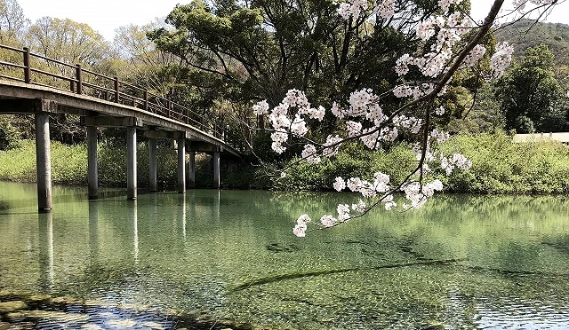 五十鈴川清澈河水映照河畔櫻花枝枒,木橋橫跨溪流,周圍被神宮林木環繞