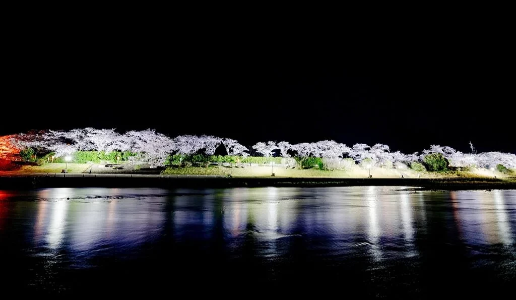 夜間點燈下的五十鈴川櫻花林,櫻花沿著河岸綿延綻放,燈光倒映在水面上,呈現靜謐而夢幻的夜櫻景色