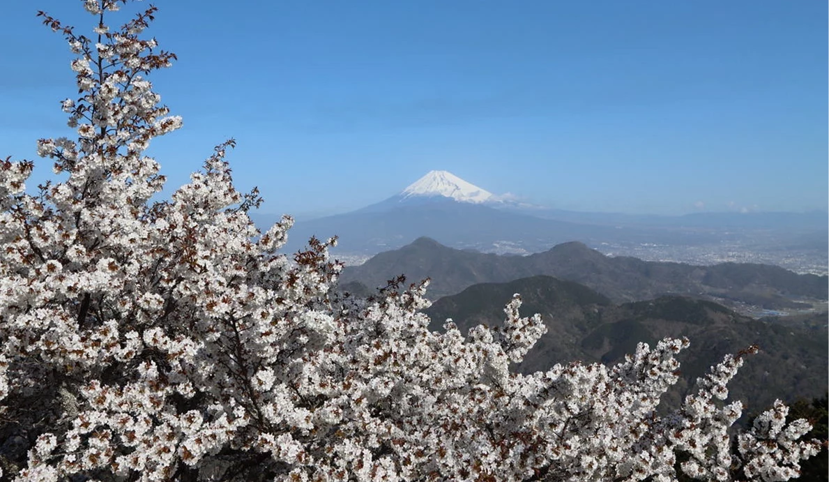 伊豆全景公園盛開的櫻花前景,遠方可眺望覆雪的富士山與層疊山巒,在晴朗藍天下呈現櫻花與富士山同框的經典春日景色