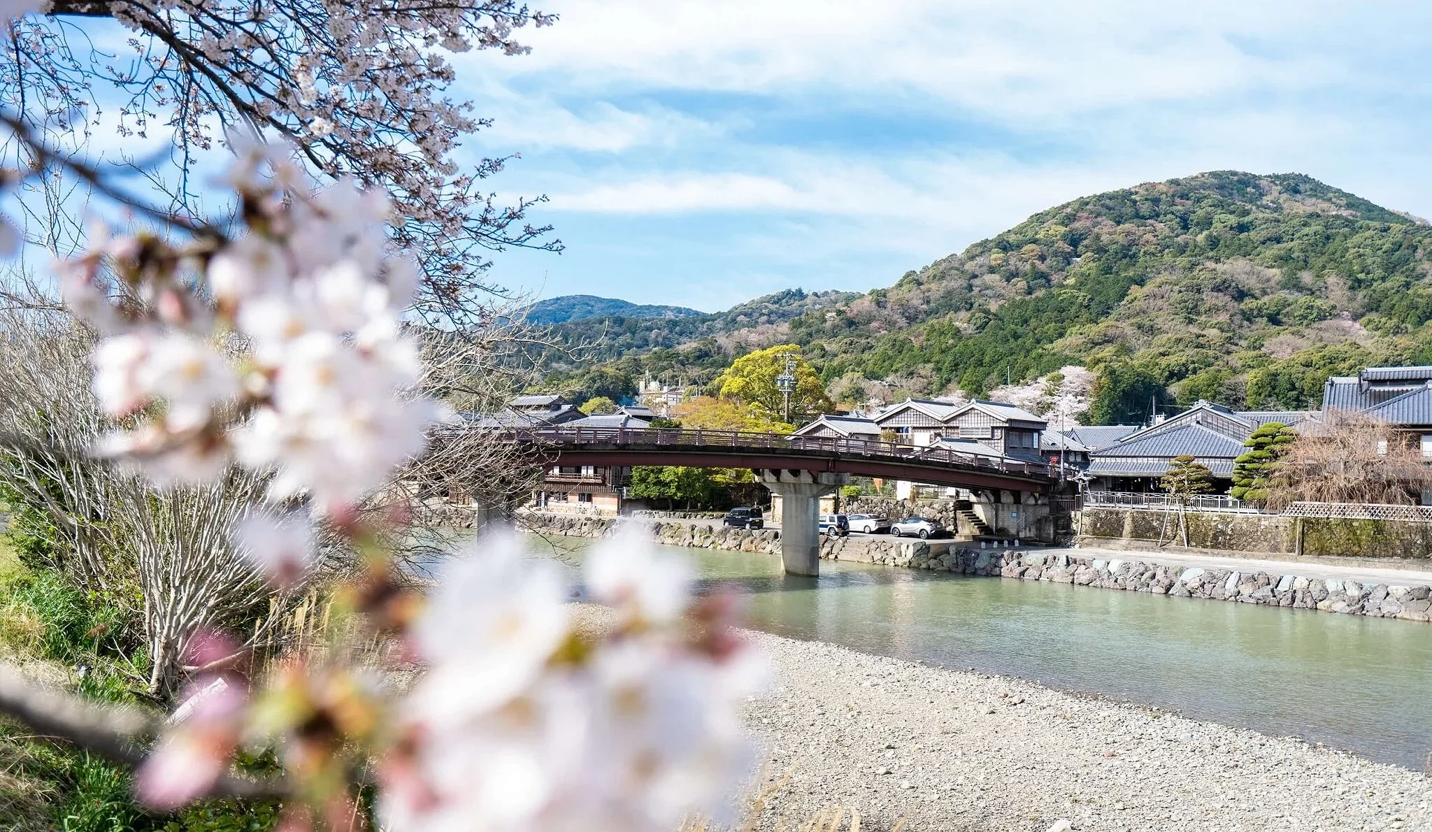 春季盛開的櫻花點綴五十鈴川河岸與木橋,清澈溪流、傳統街景與山林背景交織出伊勢神宮周邊的春日風景