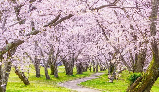宮川堤春季櫻花盛開的林間步道,淡粉色染井吉野櫻在道路上方形成櫻花隧道,綠意草地與彎曲小徑營造出柔和寧靜的賞櫻氛圍