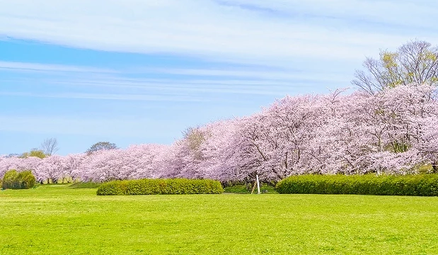 宮川堤寬闊草地旁綿延盛開的櫻花林,滿開的粉色櫻花在藍天下鋪展成一整片花海,展現開放感十足的春日賞櫻景色