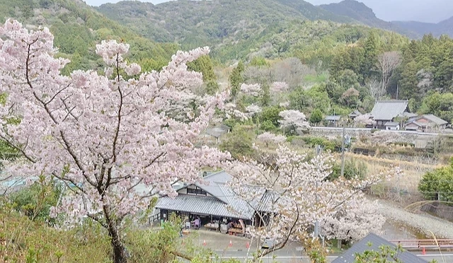 山坡上盛開的橫輪櫻花與伊勢鄉間聚落同框,粉色花海映襯綠意山景