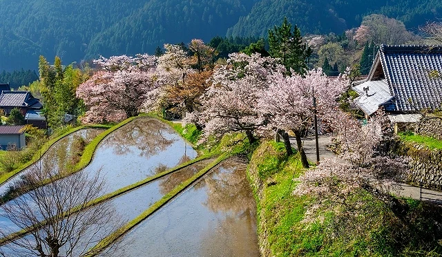 三重縣津市三多氣地區的梯田景觀,水田倒映盛開的櫻花與山林