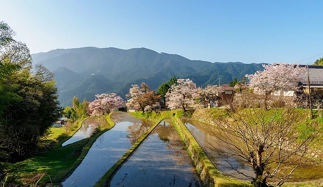 三多氣櫻花盛開時的梯田與聚落景色,櫻花沿著田埂綻放,背景為層層山巒與藍天