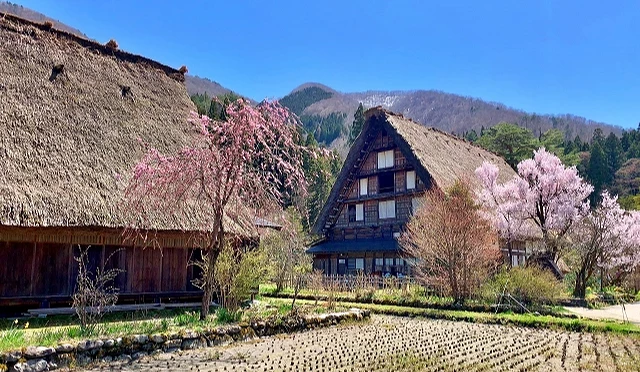 合掌造聚落與前方水田景觀,周圍點綴盛開櫻花,遠方山巒環繞