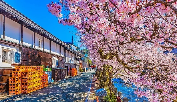 飛驒高山老街沿著河岸盛開的櫻花步道,粉色櫻花垂掛在街道旁,傳統木造町家與藍天相映,呈現充滿春日氣息的高山街景