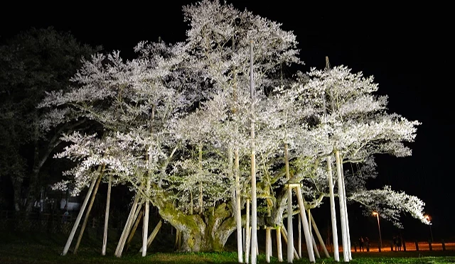 夜間點燈下的淡墨櫻,巨木在黑夜中被燈光照亮,枝幹以支柱支撐