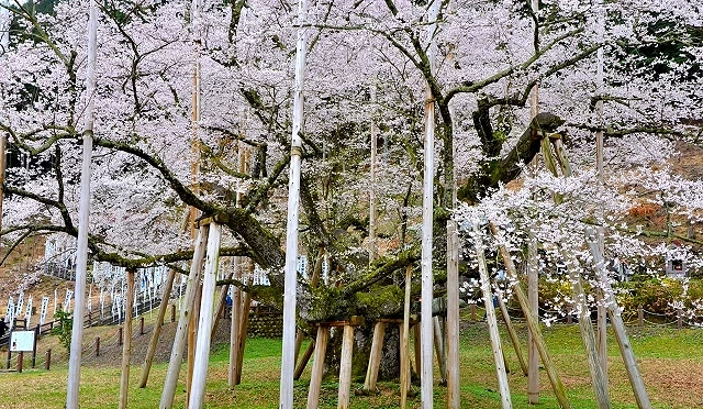 白天盛開的淡墨櫻,粗壯樹幹與橫向延伸的枝條由多根支柱支撐,淡粉至白色櫻花覆滿樹冠