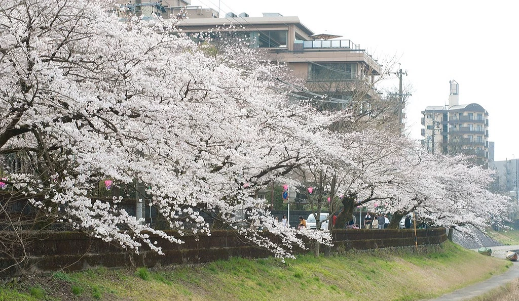岐阜市長良川堤沿岸櫻花並木盛開,櫻花綿延河岸,搭配城市街景與河堤步道的春日景色