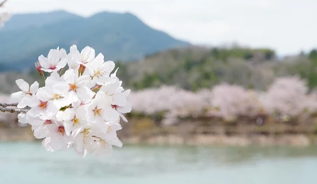 惠那峽河岸櫻花特寫,前景為盛開的染井吉野櫻,背景可見河川與群山