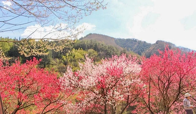 春季盛開的桃紅與淡粉色花木交錯綻放,山間坡地形成層次豐富的彩色花海