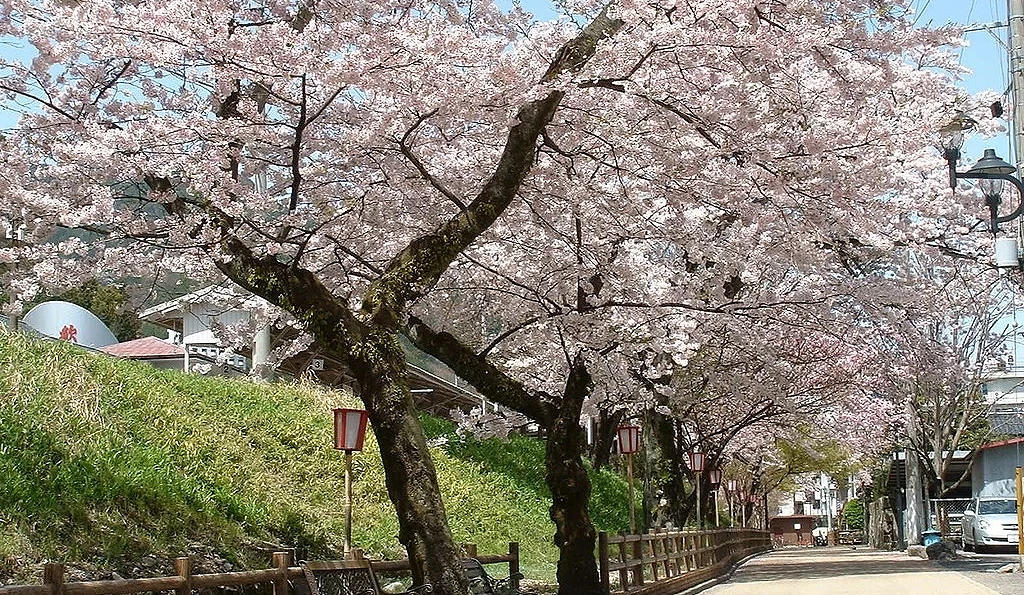 櫻花盛開的河岸步道,染井吉野櫻枝條向步道延伸形成櫻花隧道,沿途設有木欄與路燈